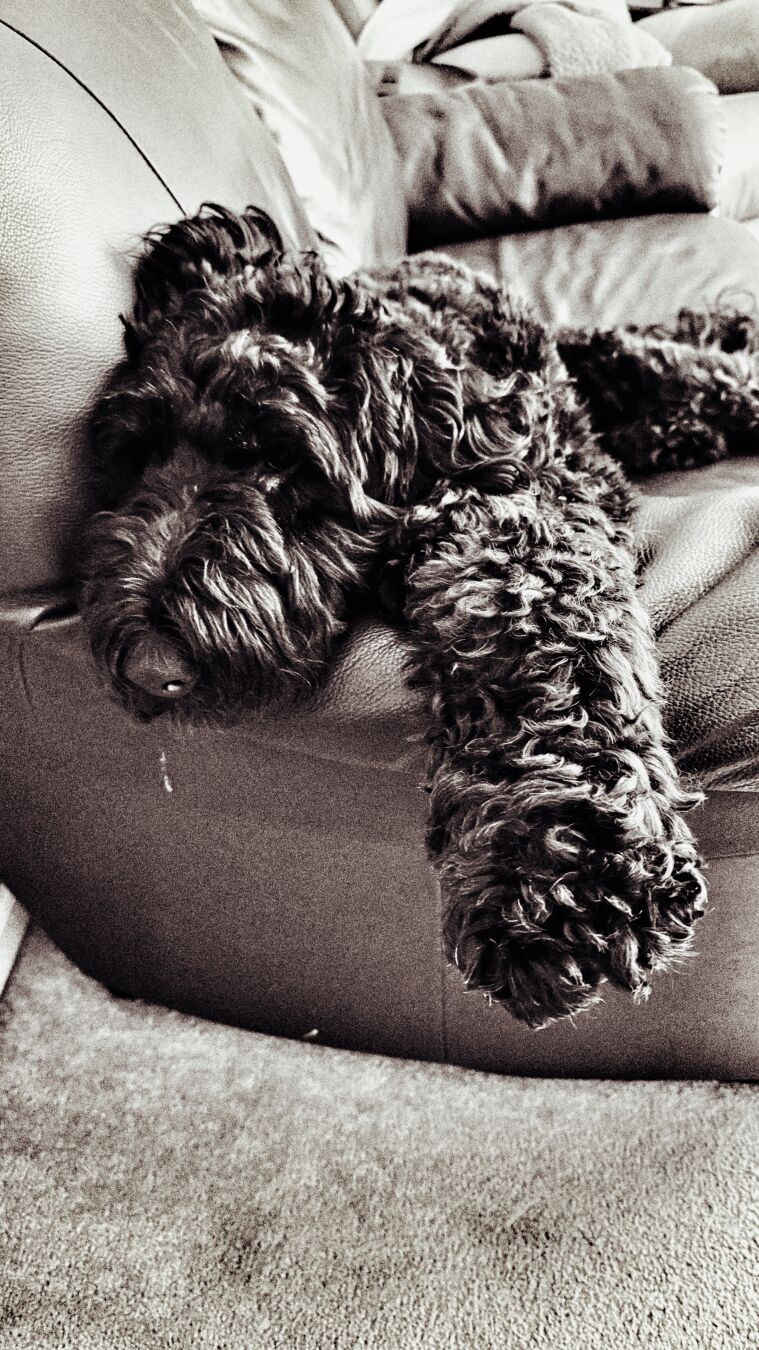 Black and white pic of Airedoodle laying on couch 🛋️