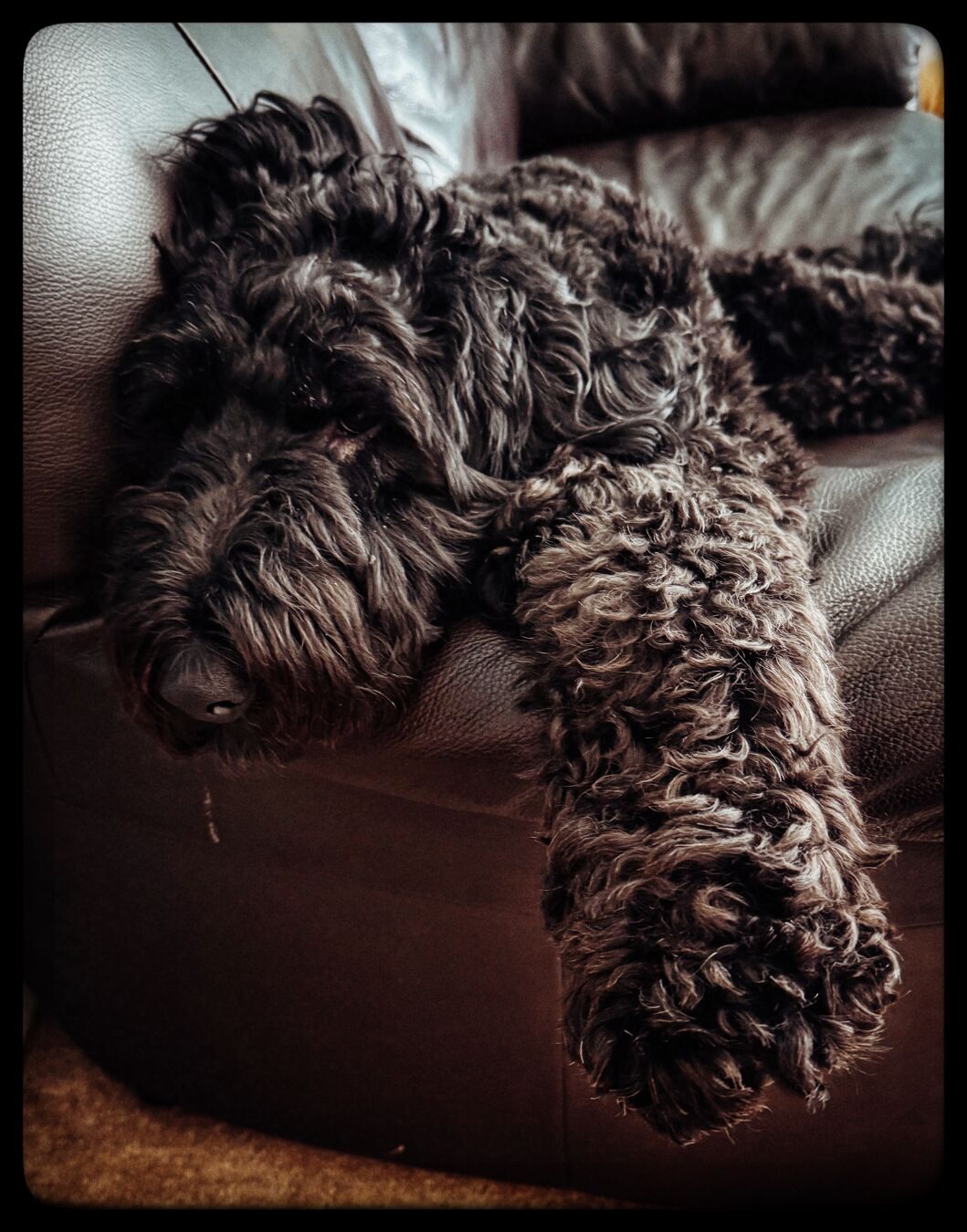 Black curly haired Airedoodle laying on brown couch one arm extended.