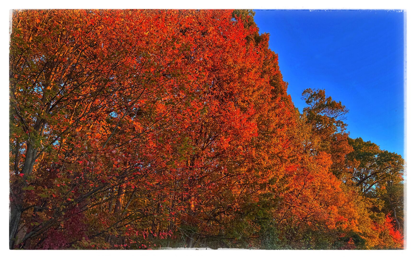 Red Autumn foliage on trees.